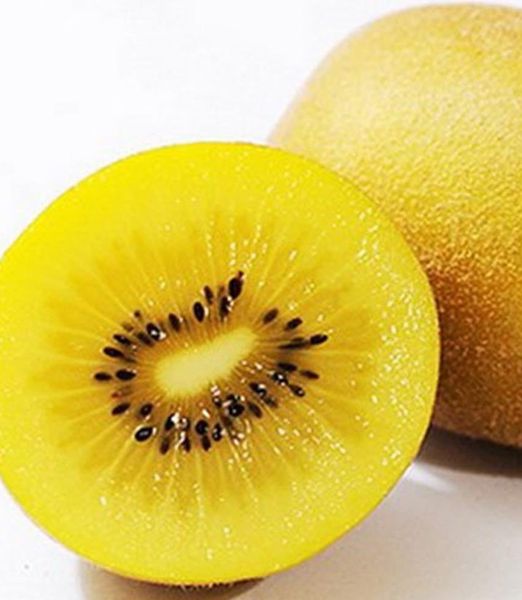 Actinidia deliciosa 'Golden Kiwi'